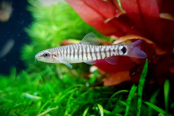 Боция карликовая полосатая