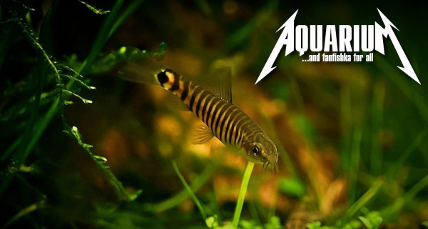 Боция карликовая полосатая