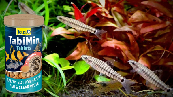 Боция карликовая полосатая