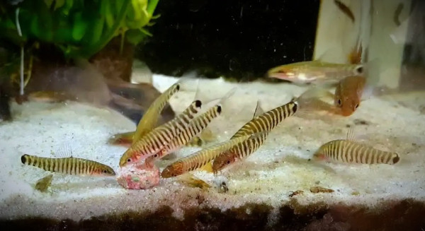 Боция карликовая полосатая