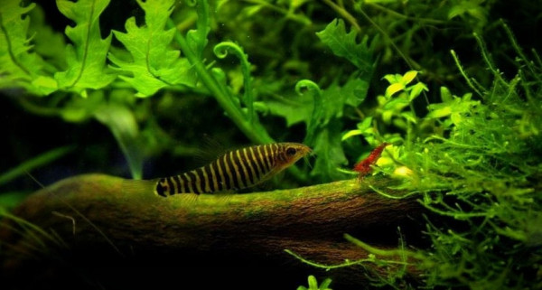 Боция карликовая полосатая