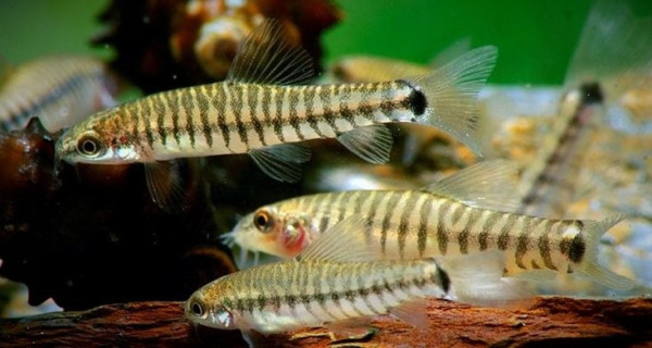 Боция карликовая полосатая