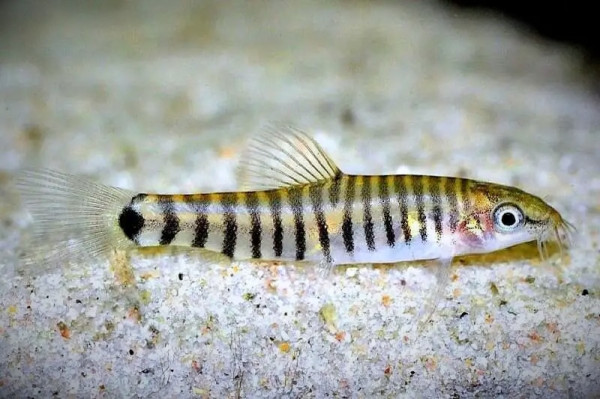 Боция карликовая полосатая