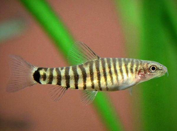 Боция карликовая полосатая