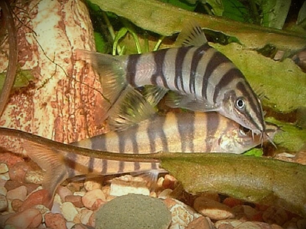 Боция робуста