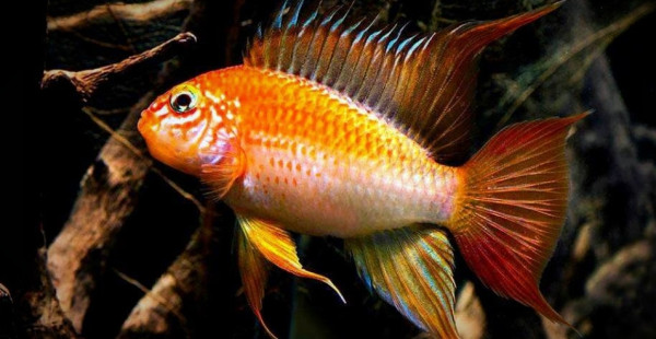 Апистограмма Макмастера