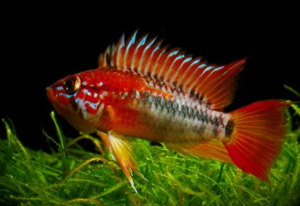 Апистограмма Макмастера