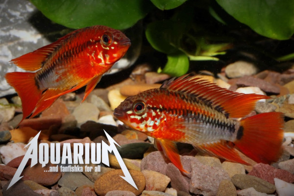 Апистограмма Макмастера