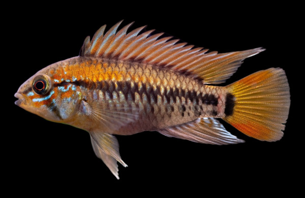 Апистограмма Макмастера