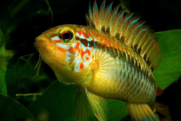 Апистограмма Макмастера