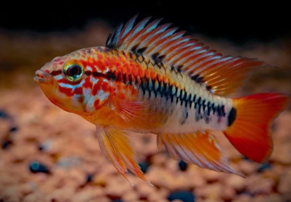 Апистограмма Макмастера