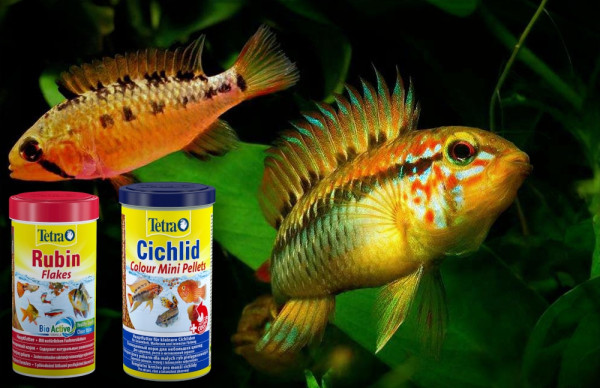 Апистограмма Макмастера