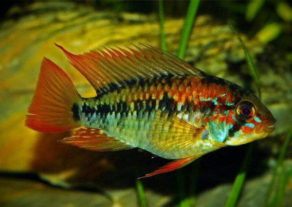 Апистограмма Макмастера