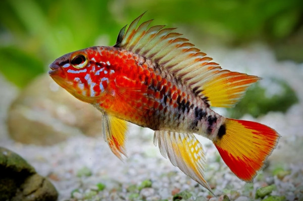 Апистограмма Макмастера