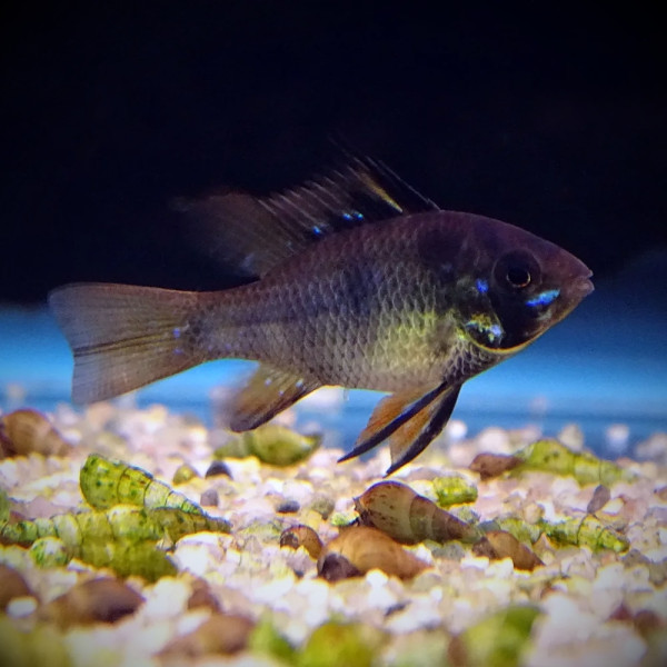 Апистограмма черная