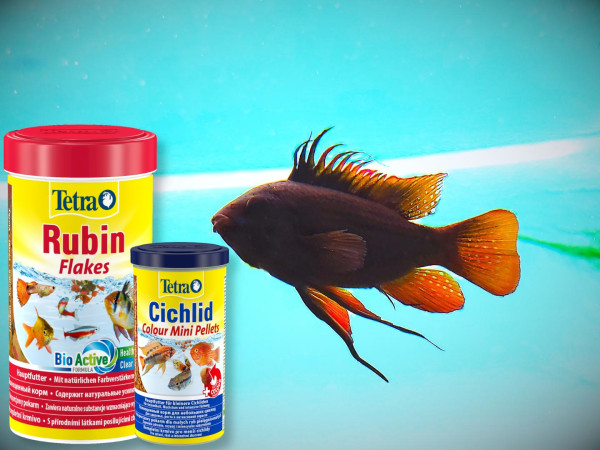 Апистограмма черная