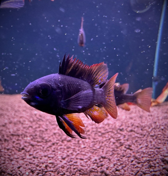 Апистограмма черная