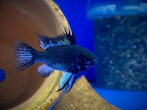 Апистограмма черная