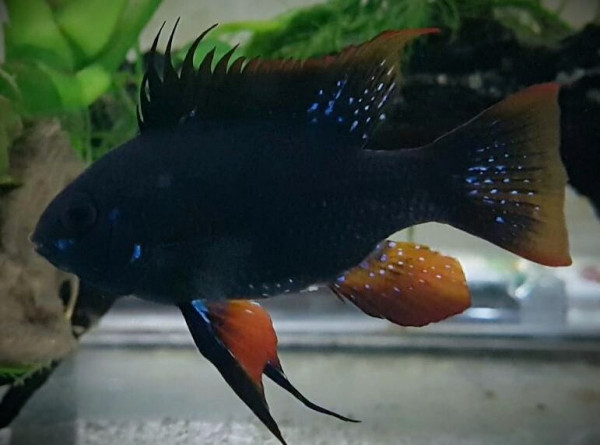 Апистограмма черная