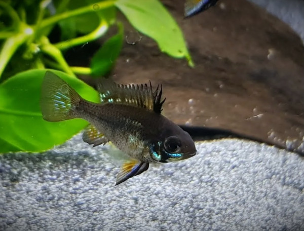 Апистограмма черная