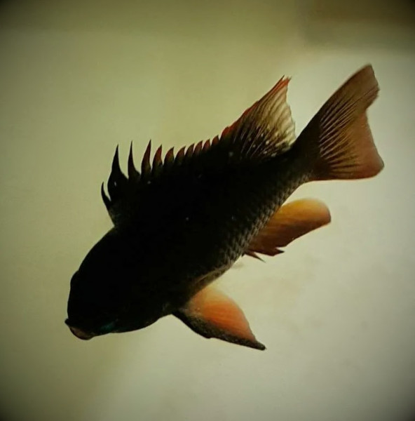 Апистограмма черная