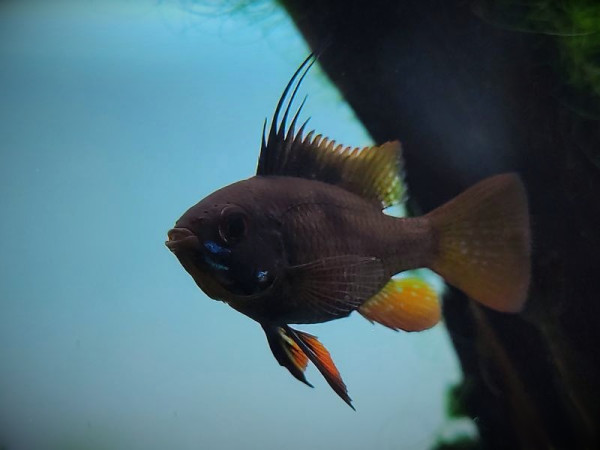 Апистограмма черная