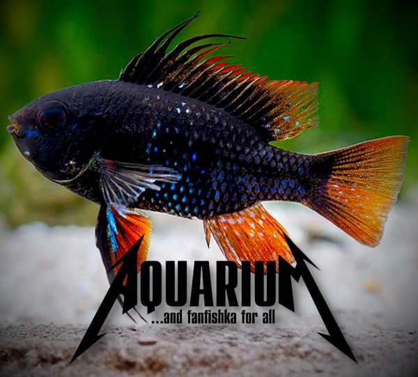 Апистограмма черная