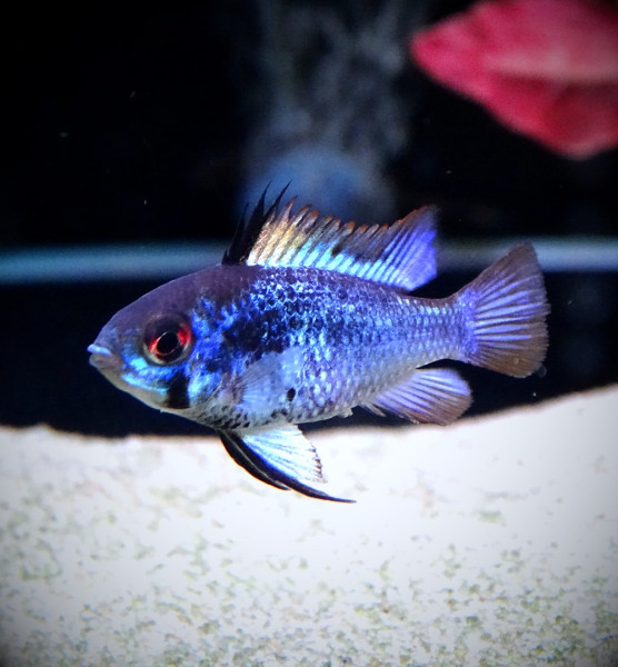 Апистограмма сапфир