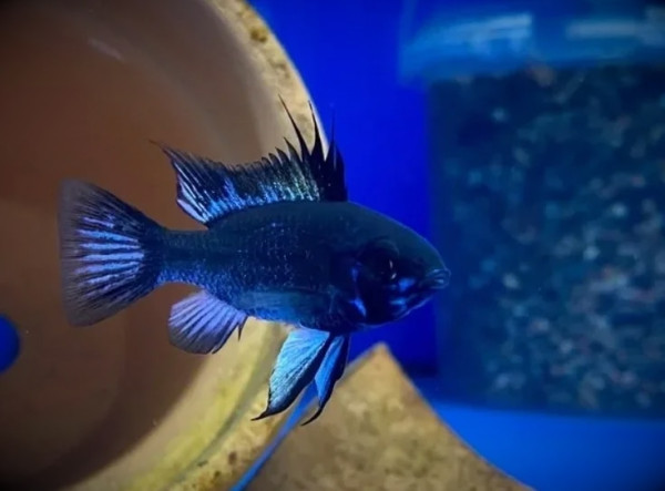 Апистограмма сапфир