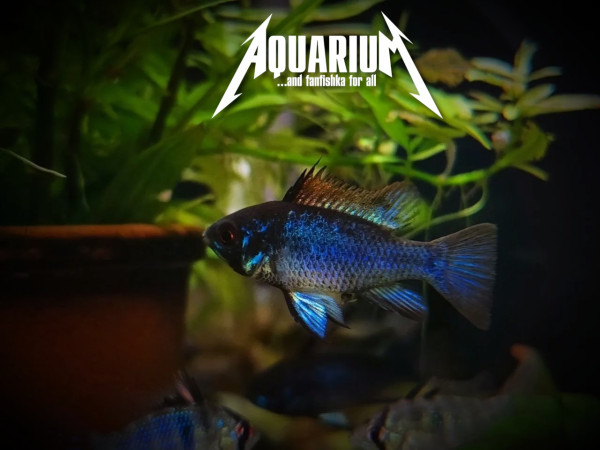 Апистограмма сапфир