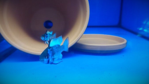 Апистограмма сапфир