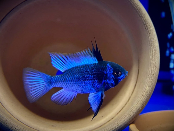 Апистограмма сапфир