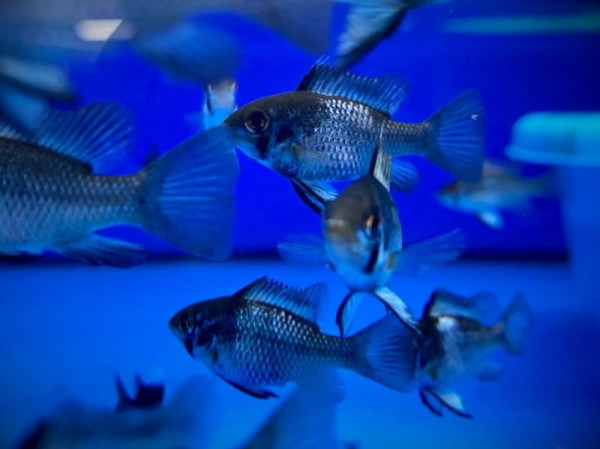 Апистограмма сапфир