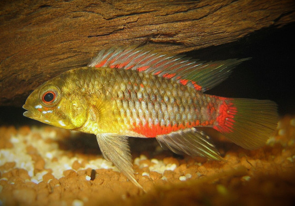 Апистограмма Хонгсло