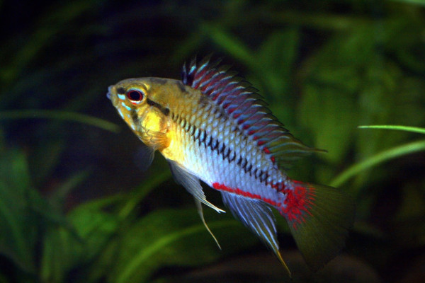 Апистограмма Хонгсло