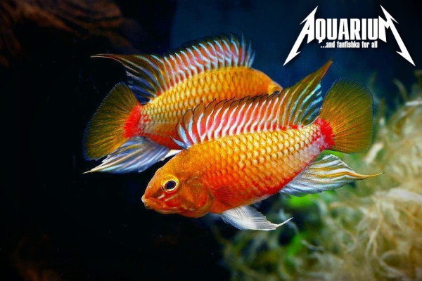 Апистограмма Хонгсло