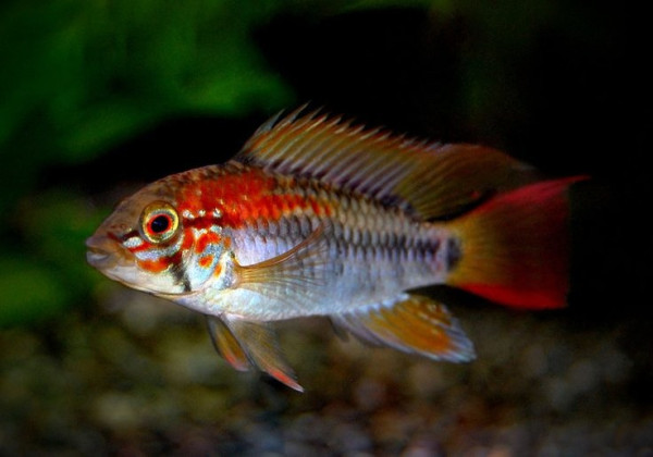 Апистограмма Хонгсло