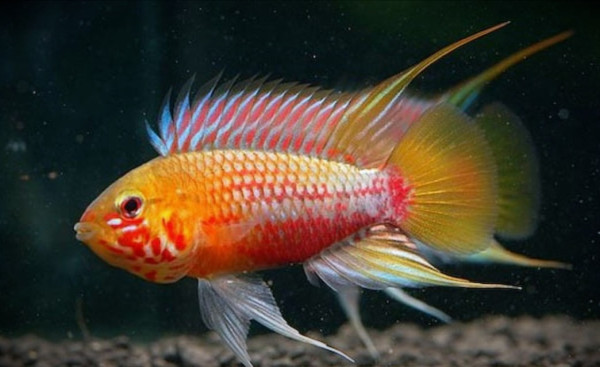 Апистограмма Хонгсло