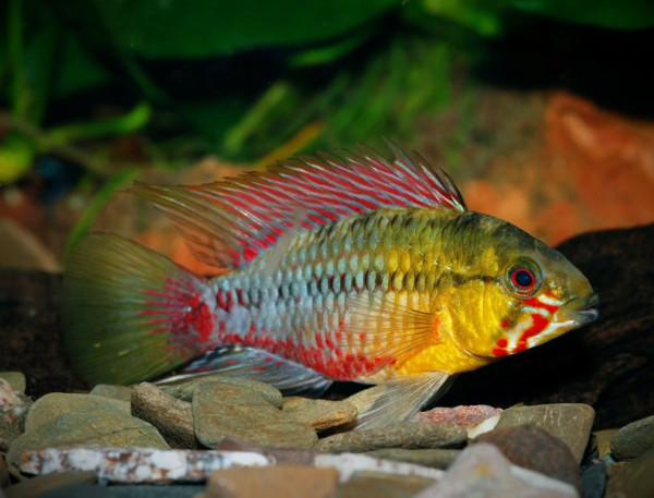 Апистограмма Хонгсло