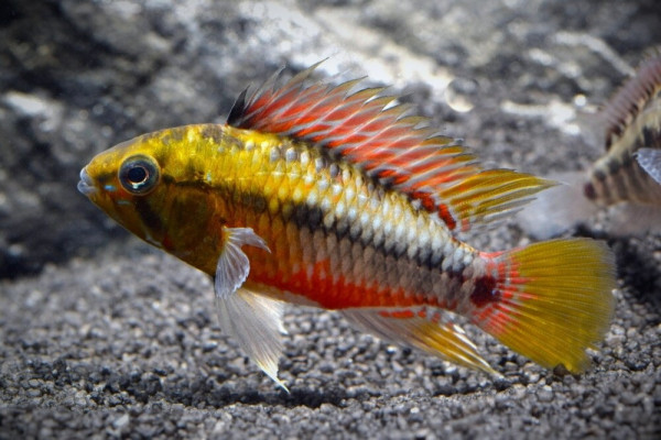 Апистограмма Хонгсло