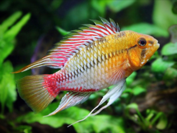 Апистограмма Хонгсло