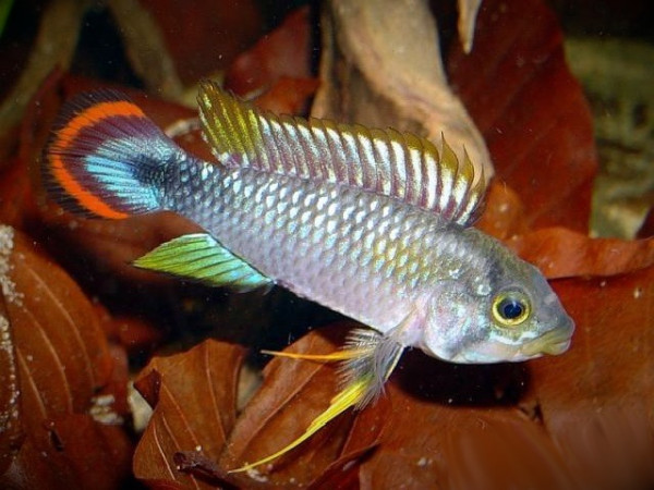 Апистограмма пандуро