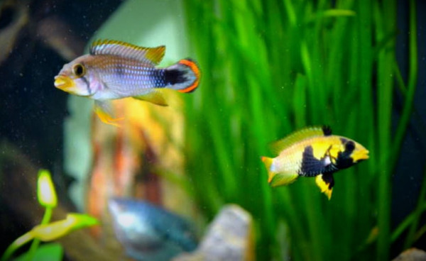 Апистограмма пандуро