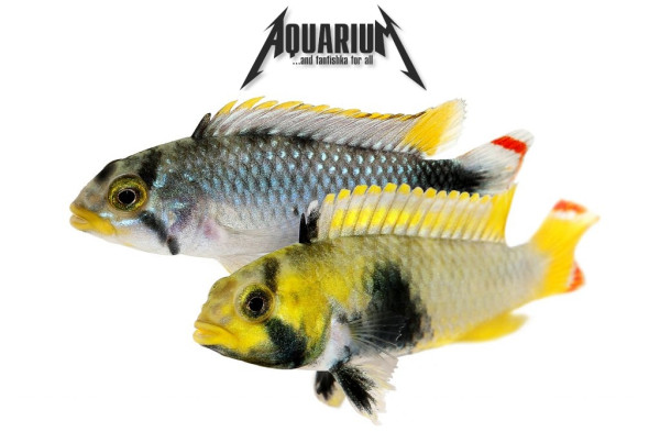 Апистограмма пандуро