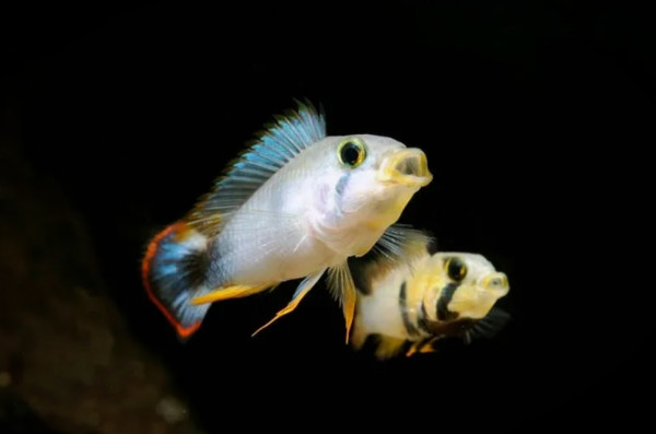 Апистограмма пандуро