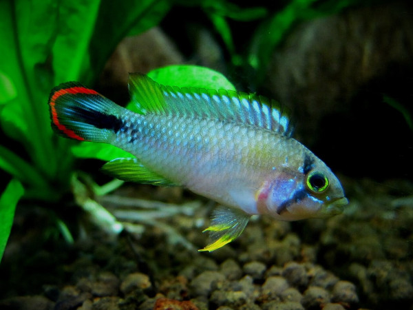 Апистограмма пандуро