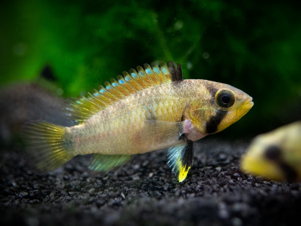 Апистограмма пандуро