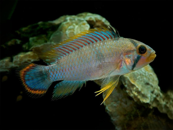 Апистограмма пандуро