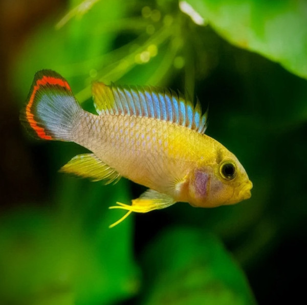 Апистограмма пандуро