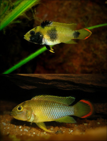 Апистограмма-панда Нийссена